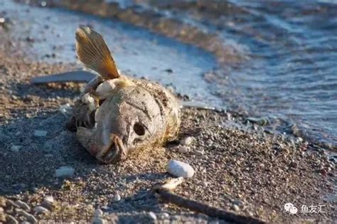 魚死了怎麼辦